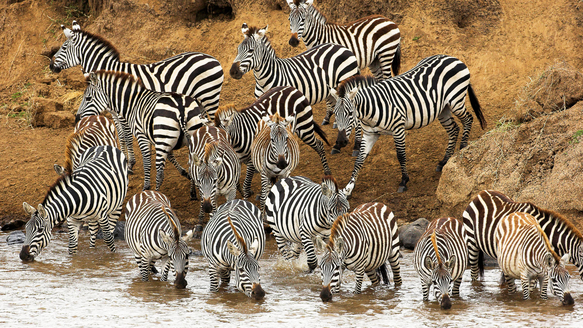 High Resolution Zebra Full Hd Background Id - Wild Animals , HD Wallpaper & Backgrounds