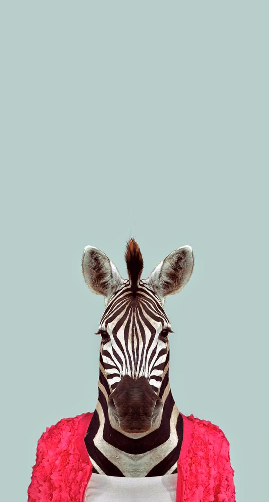 Download Wallpaper - Zoo Portraits Zebra , HD Wallpaper & Backgrounds
