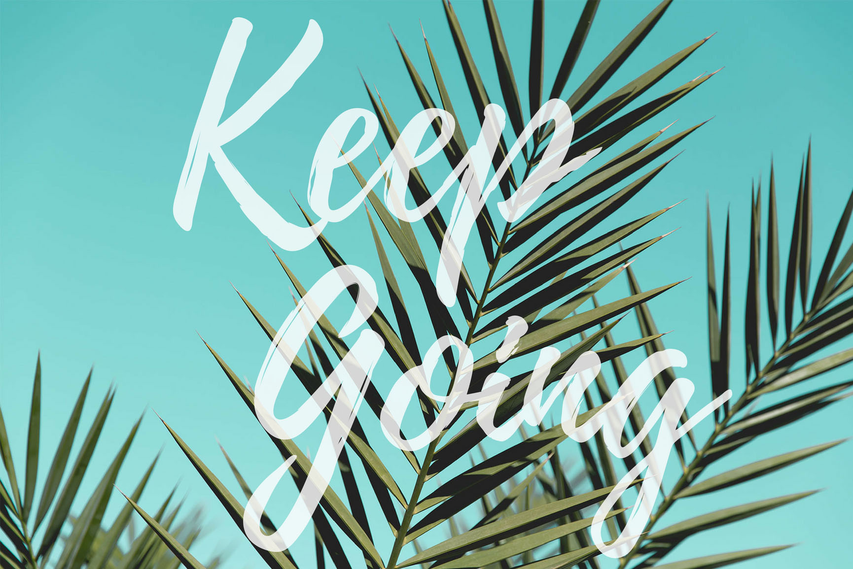 Positivity Boost Iphone Wallpaper Collection - Palm Leaf Wallpaper Hd , HD Wallpaper & Backgrounds