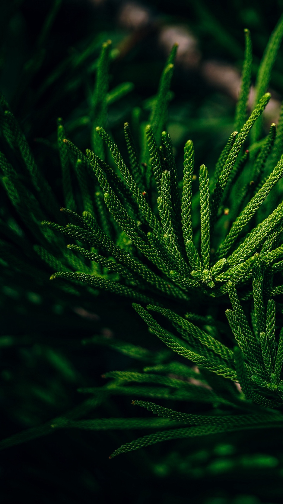 Wallpaper Branch, Needles, Evergreen, Leaves, Tropical - Evergreen Needles , HD Wallpaper & Backgrounds