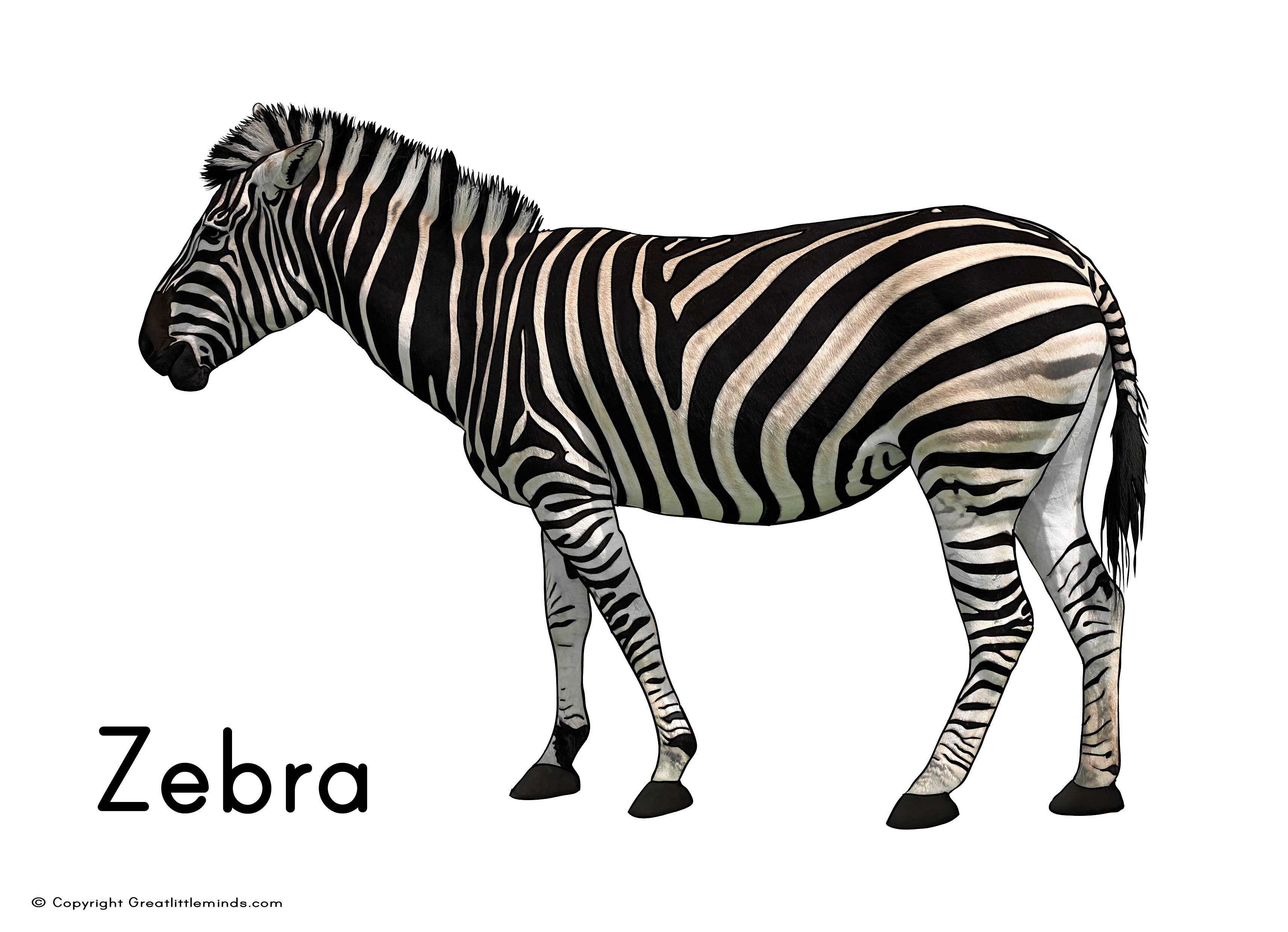 Zebra White Background Hd - Animals With Low Pitched Sounds , HD Wallpaper & Backgrounds