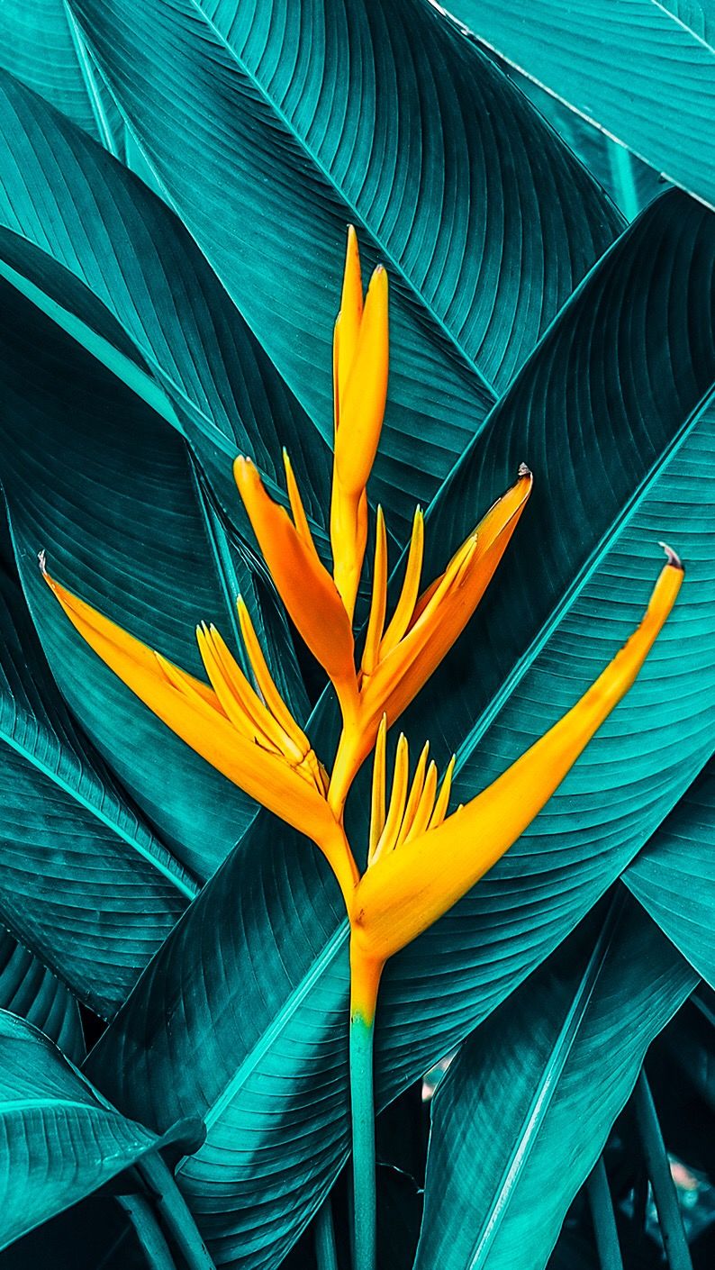 Tropical Foliage &amp - Bird Of Paradise Iphone , HD Wallpaper & Backgrounds