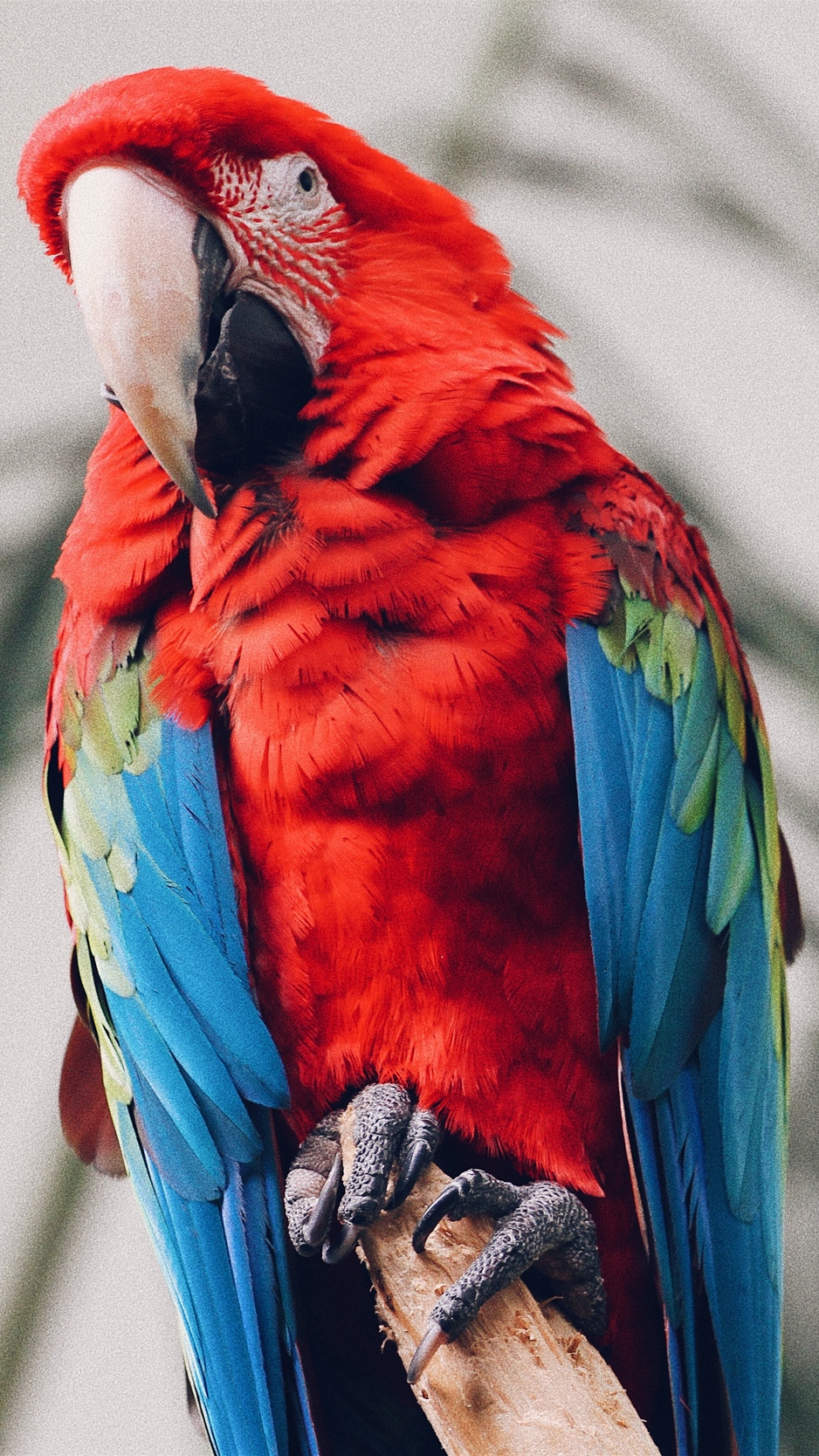 Wallpaper Parrot, Macaw, Bird, Tropical - Iphone 7 Parrot , HD Wallpaper & Backgrounds