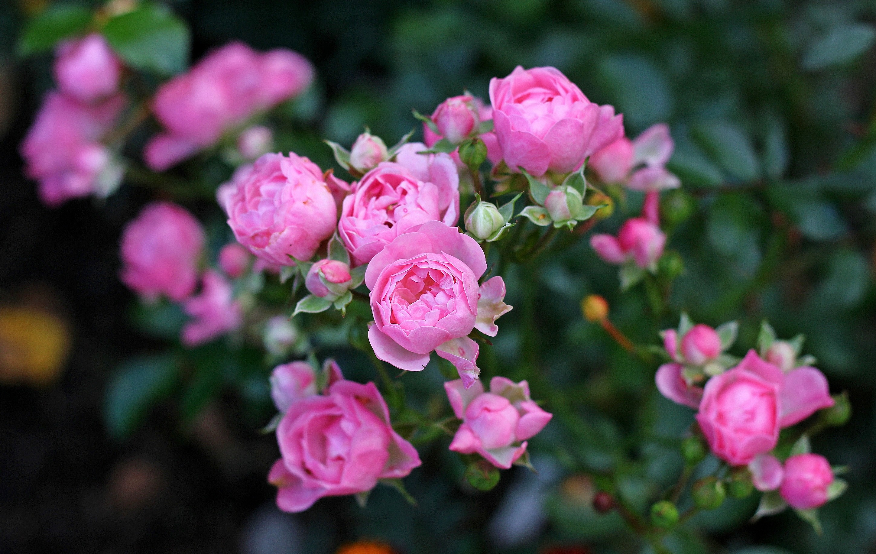 Soft Gardener Flowers Delights Pink Fairy Garden Wallpaper - Gönül Sofrası Rahmet Pınarı 2015 , HD Wallpaper & Backgrounds