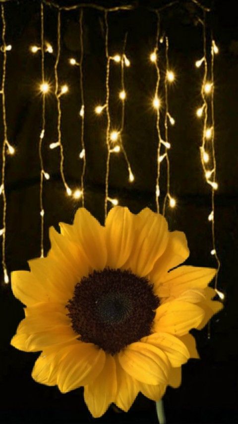 #sunflower #fairylights #wallpaper #freetoedit - Fairy Lights With Flowers , HD Wallpaper & Backgrounds