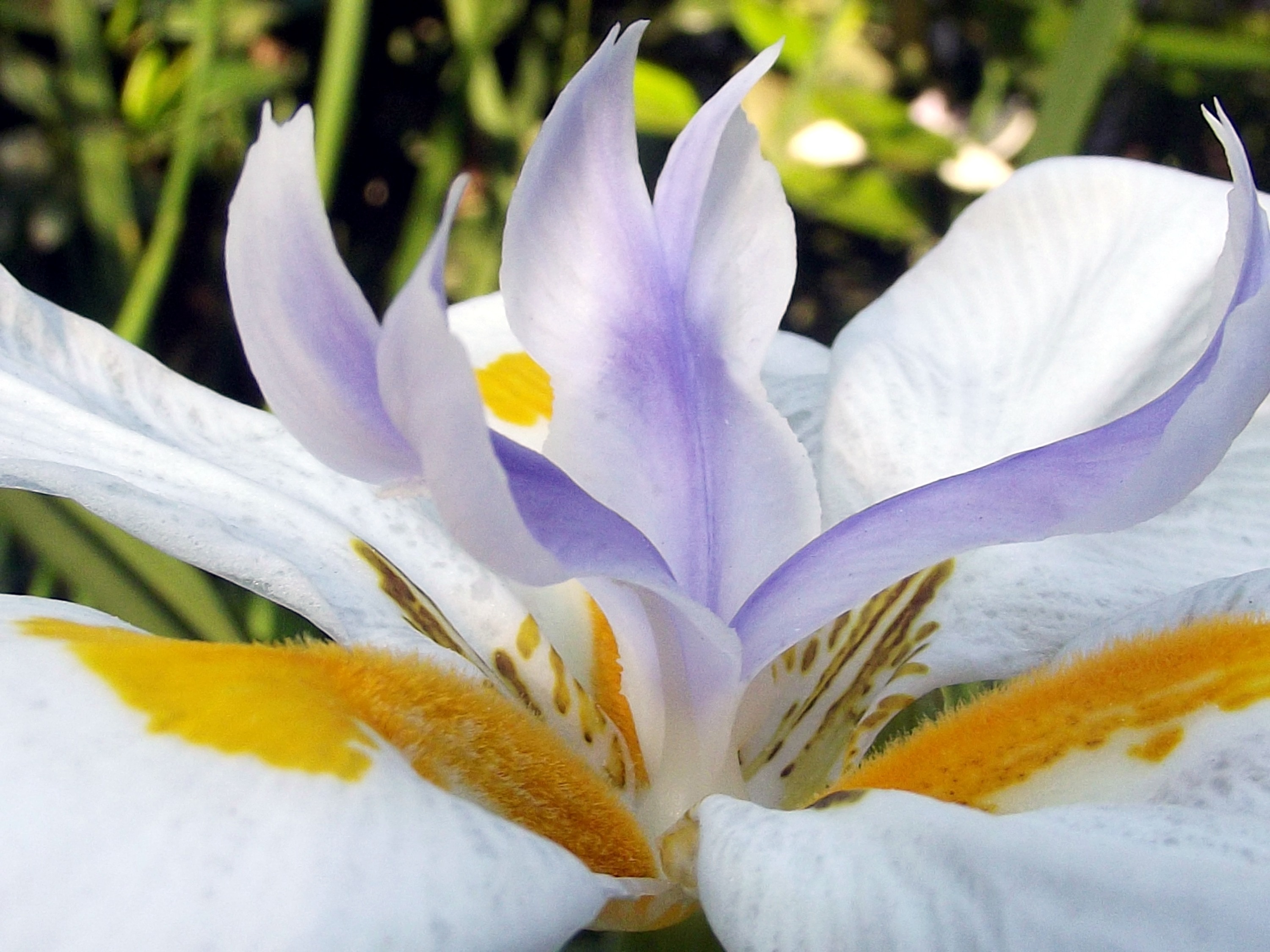 Flower, Fairy Iris, Flowers, Garden, Flower, Nature - Macro Flowers Photography South Africa , HD Wallpaper & Backgrounds