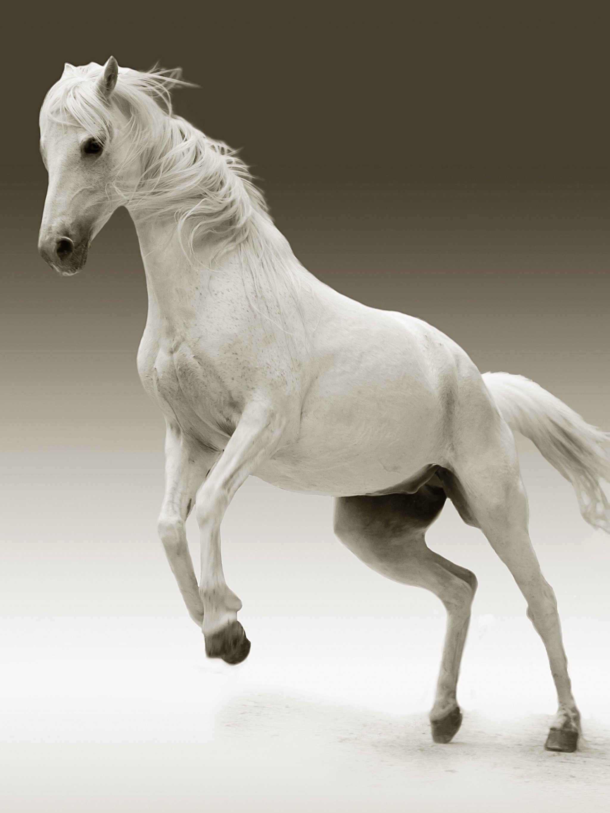 White Horse - White Horse Wallpaper For Mobile , HD Wallpaper & Backgrounds