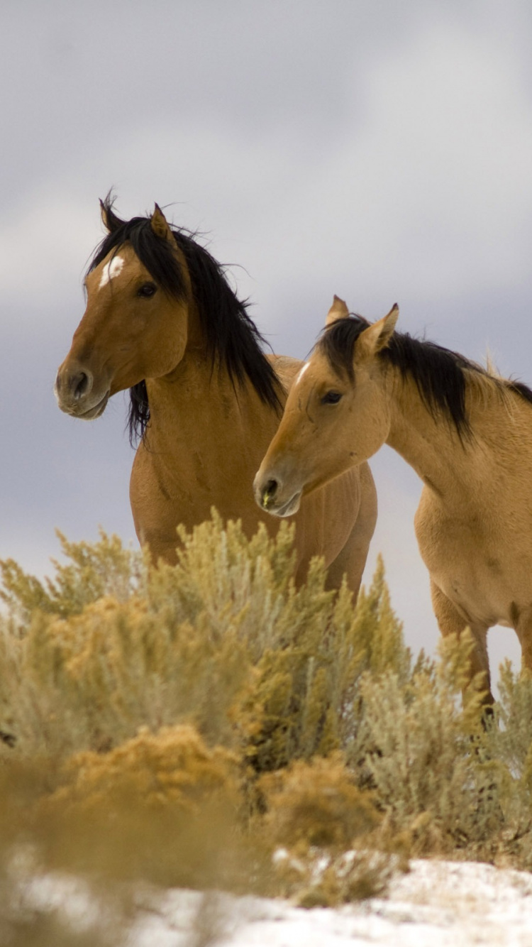 Mane, Horses, Wildlife, Horse, Wild Horse Hd Wallpaper - Dune Horses , HD Wallpaper & Backgrounds