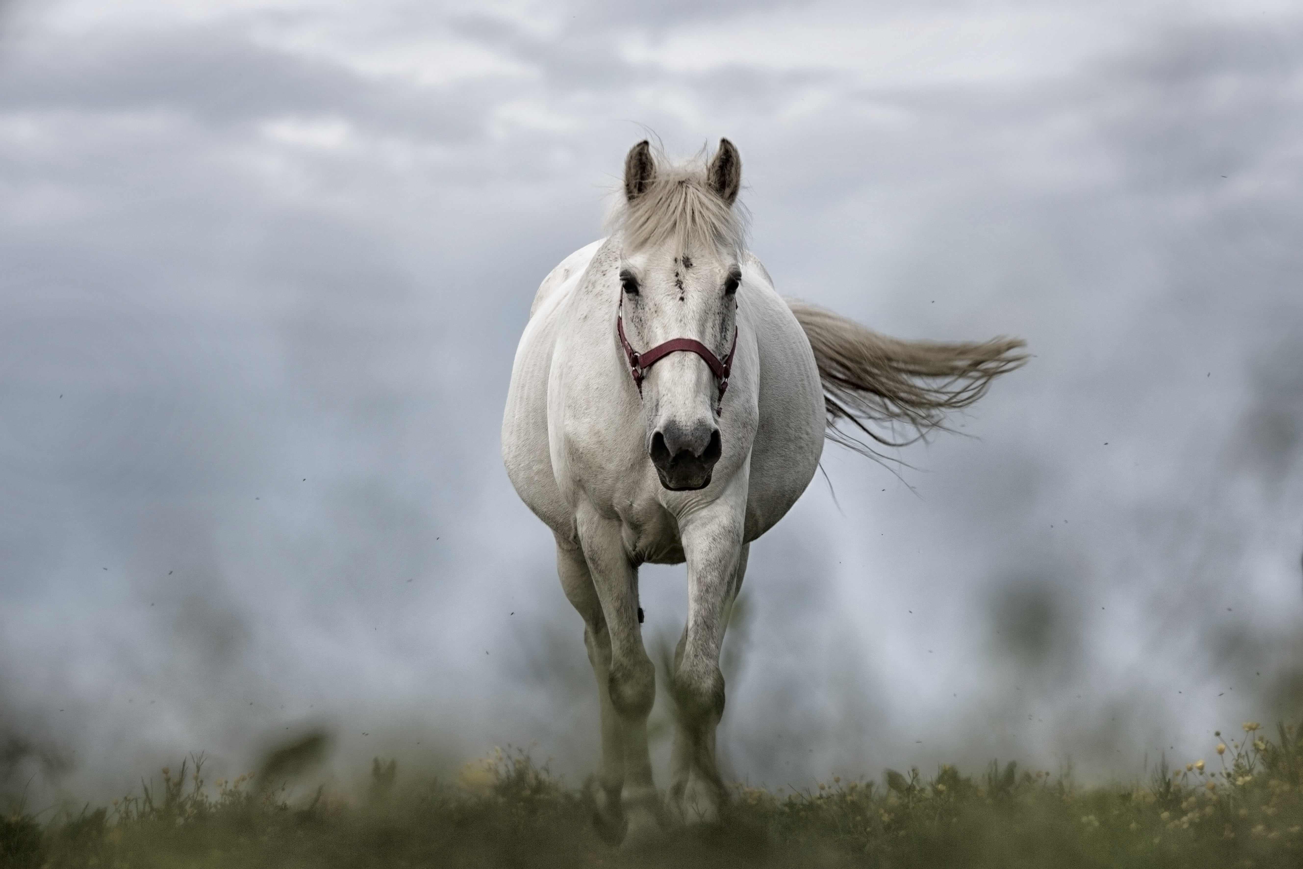 Horse Wallpaper - Horse Images - White Horse Front View , HD Wallpaper & Backgrounds