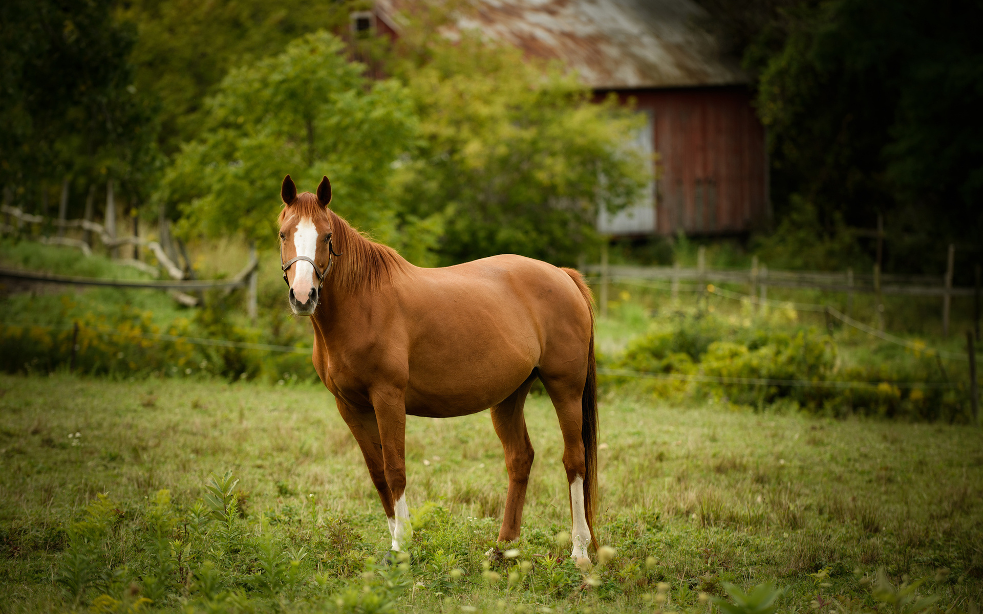 Horse Images For Background , HD Wallpaper & Backgrounds