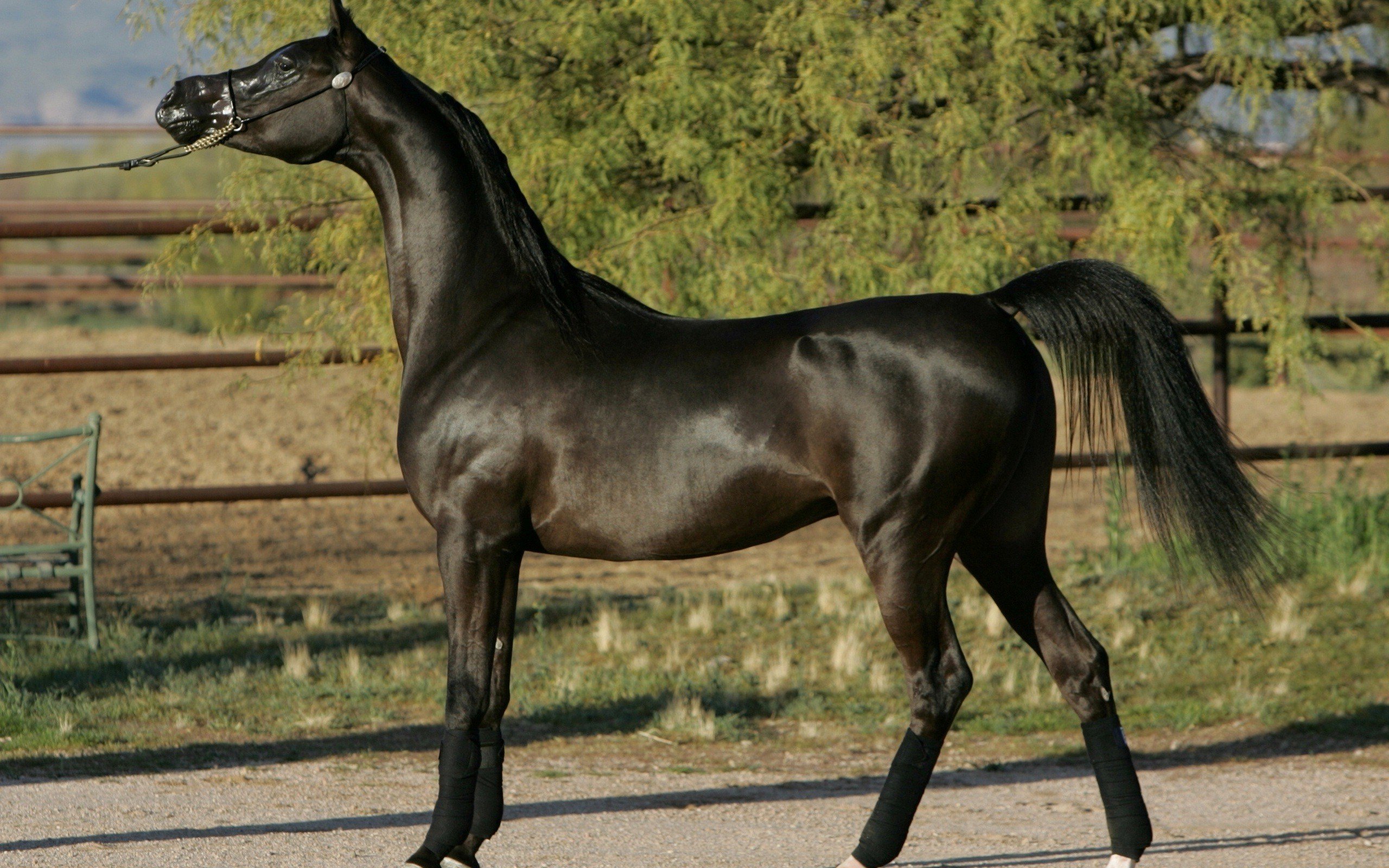Beauty, Cute, Amazing, Animal, Beautiful, Black, Friesian, - Beautiful Friesians And Horses , HD Wallpaper & Backgrounds