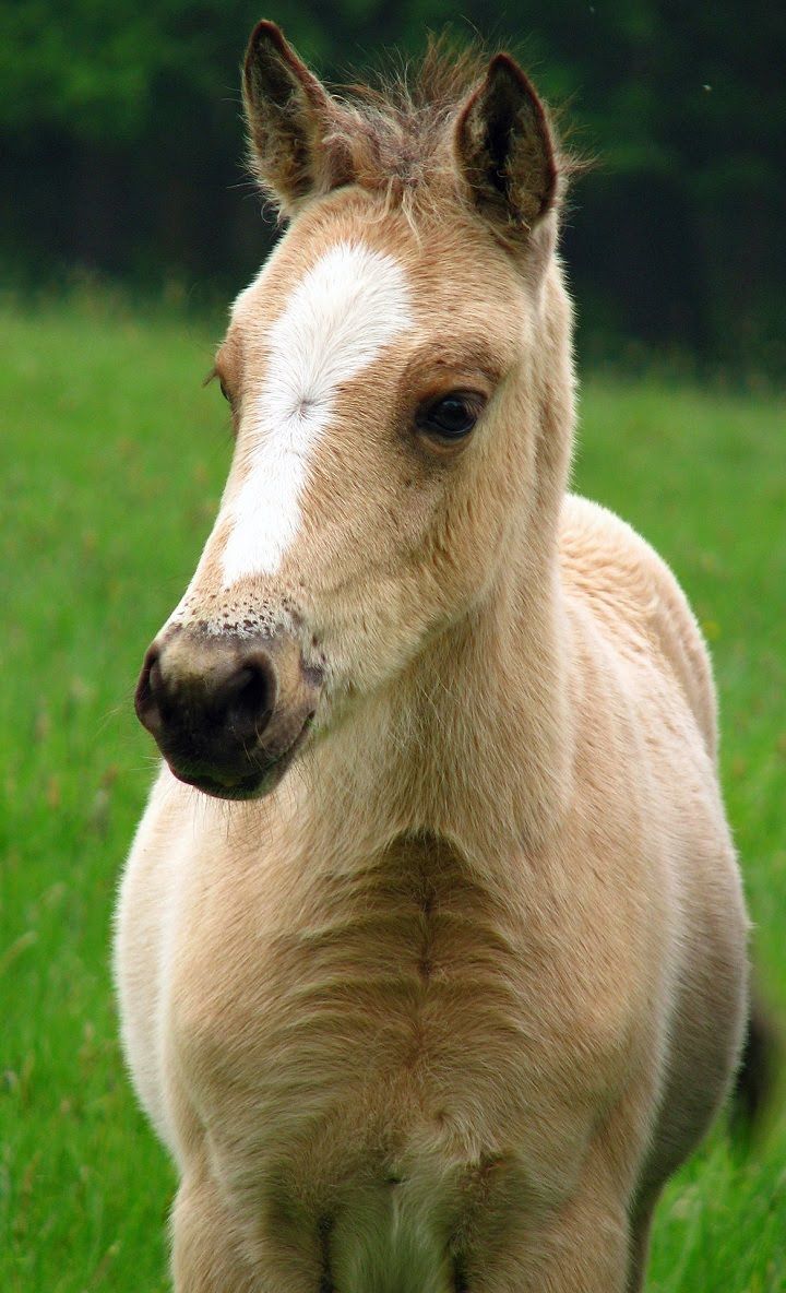 Cute Baby Horse Wallpaper For Your Phone - Baby Horse Memes , HD Wallpaper & Backgrounds