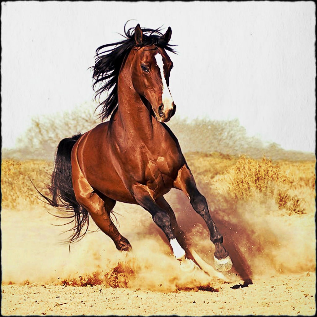 Horses Freedom Gallop Horse Animals Clipart Beauty - Horses Galloping In The Wild , HD Wallpaper & Backgrounds