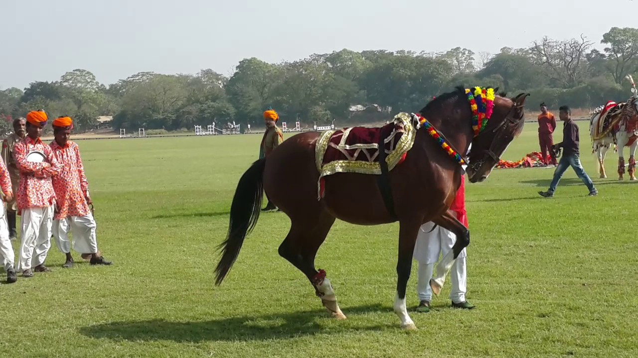 Dancing Horse Indian Marwadi Dance On Dhol Drum Beats - Stallion , HD Wallpaper & Backgrounds