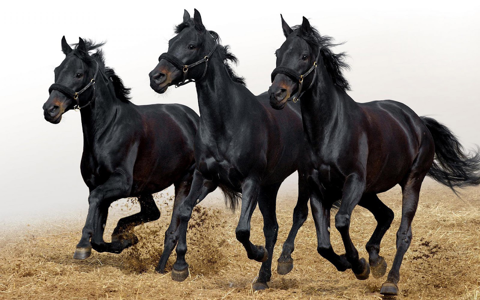 Black Horses Running , HD Wallpaper & Backgrounds
