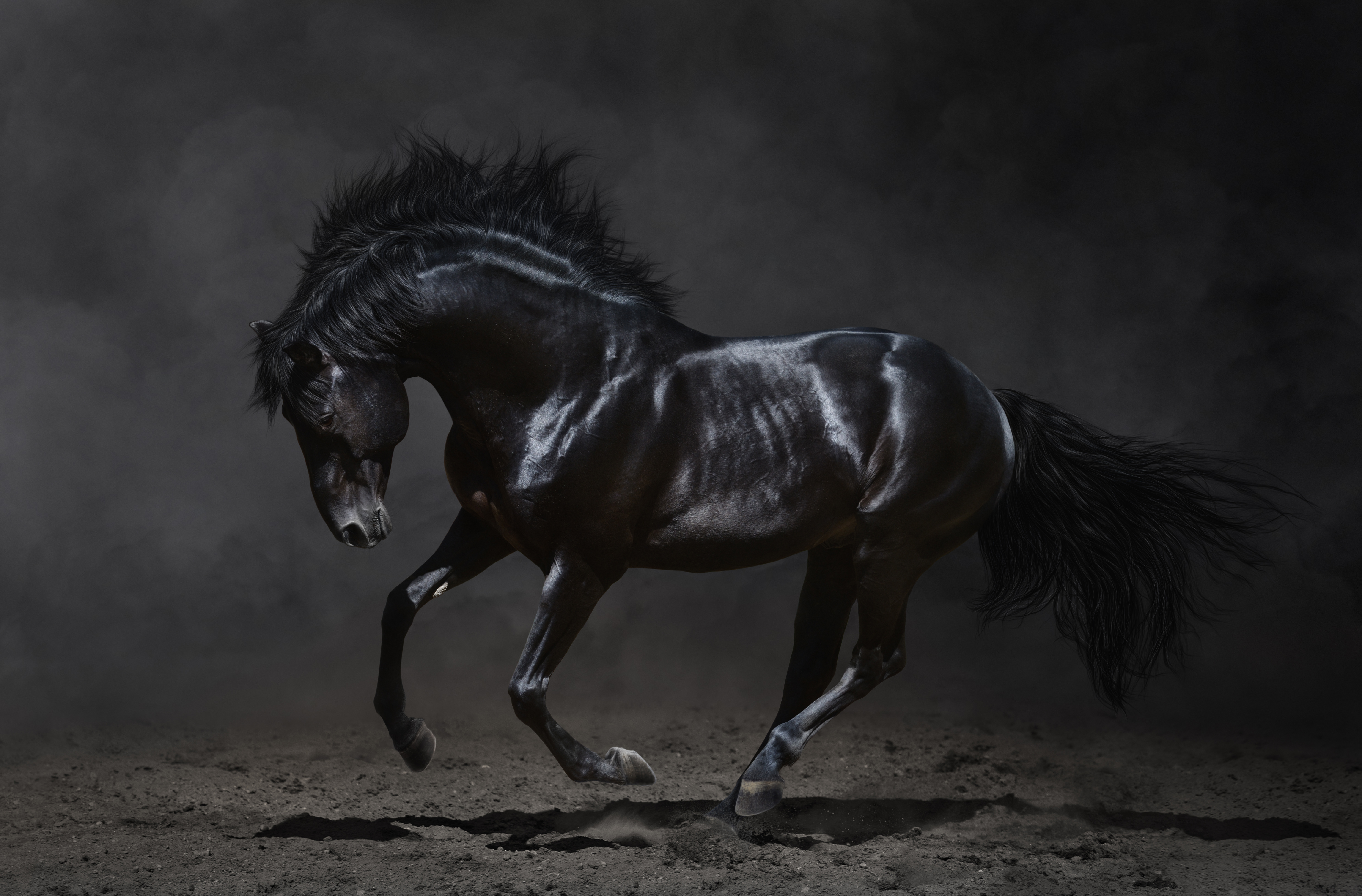 Hd Wallpaper - Strong Black Horse , HD Wallpaper & Backgrounds