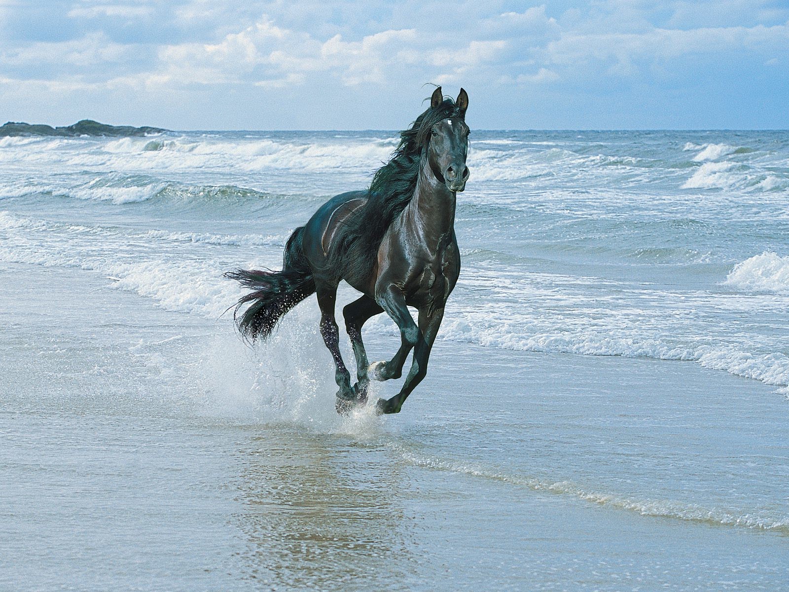 Black Horse Hd Wallpapers - Black Horse Running On The Beach , HD Wallpaper & Backgrounds