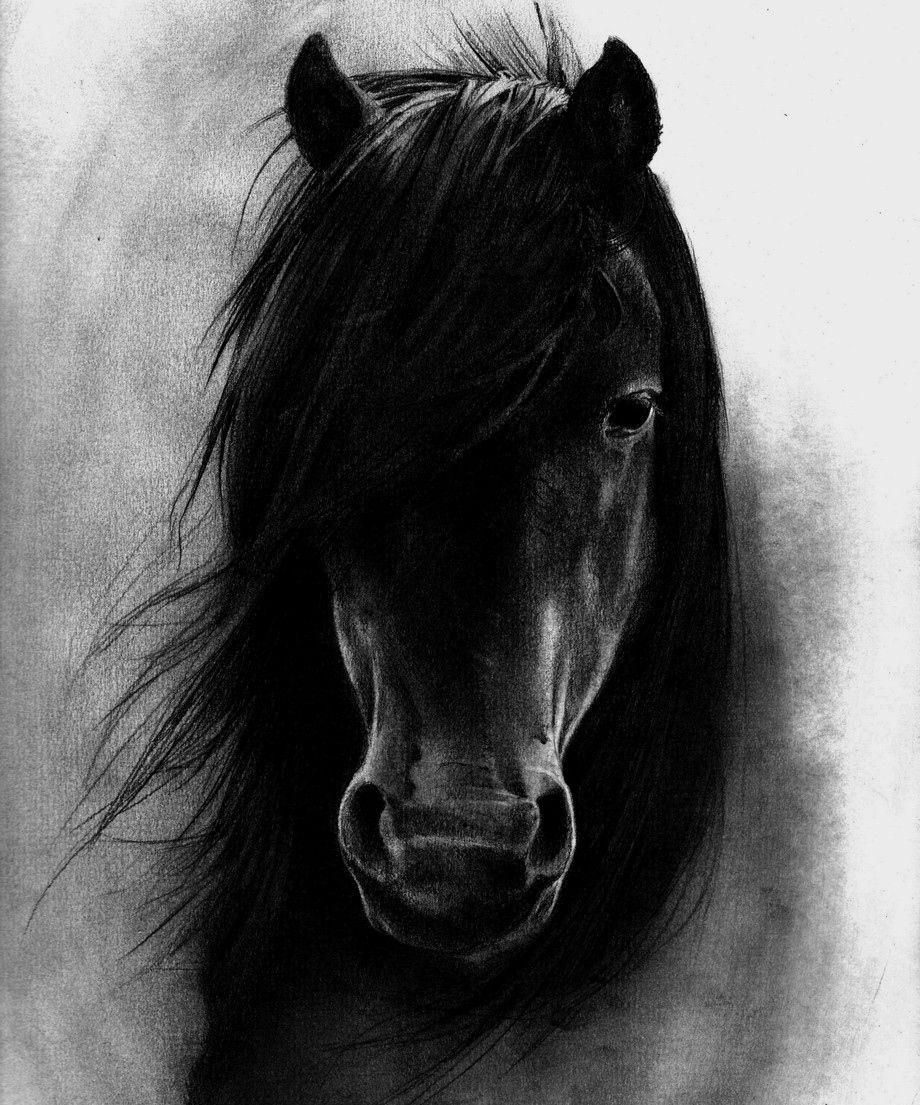 1268 Horse Hd Wallpapers - Black Horse Wallpaper Hd For Iphone , HD Wallpaper & Backgrounds