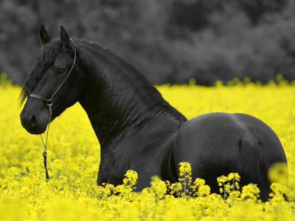 Horse Yellow Black Flowers Field Wallpaper Free Download - Black Horse Wallpaper Hd , HD Wallpaper & Backgrounds