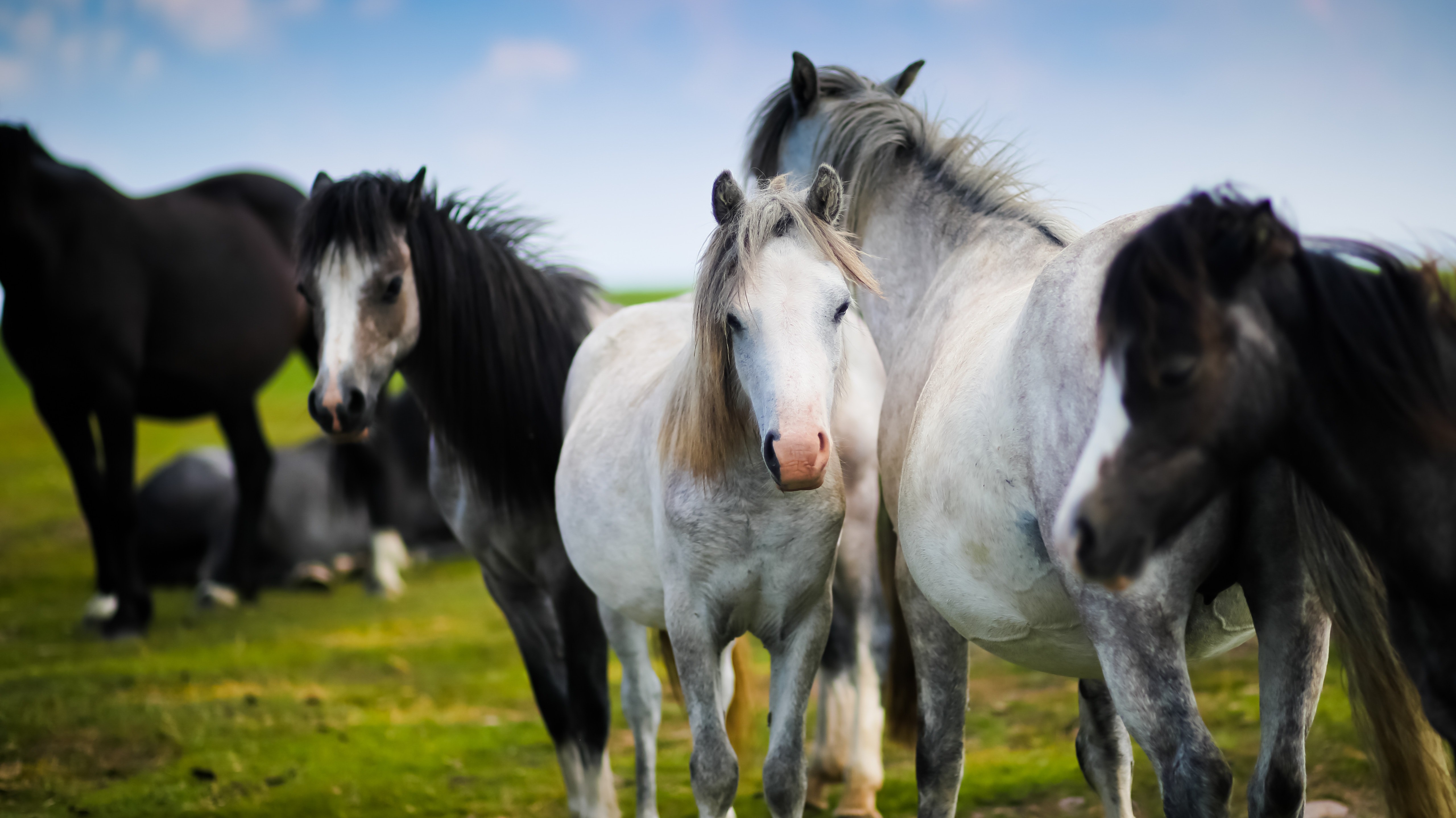 White And Black Horse 5k Wallpaper - Horses In The Meadow , HD Wallpaper & Backgrounds