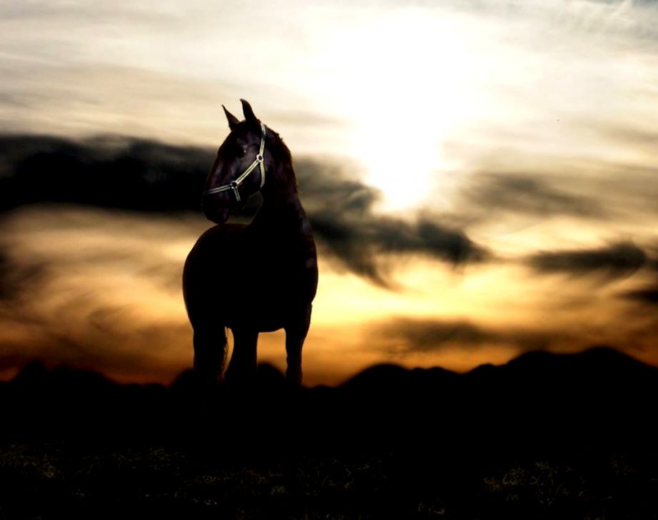 Horse - Horses In The Sunset , HD Wallpaper & Backgrounds