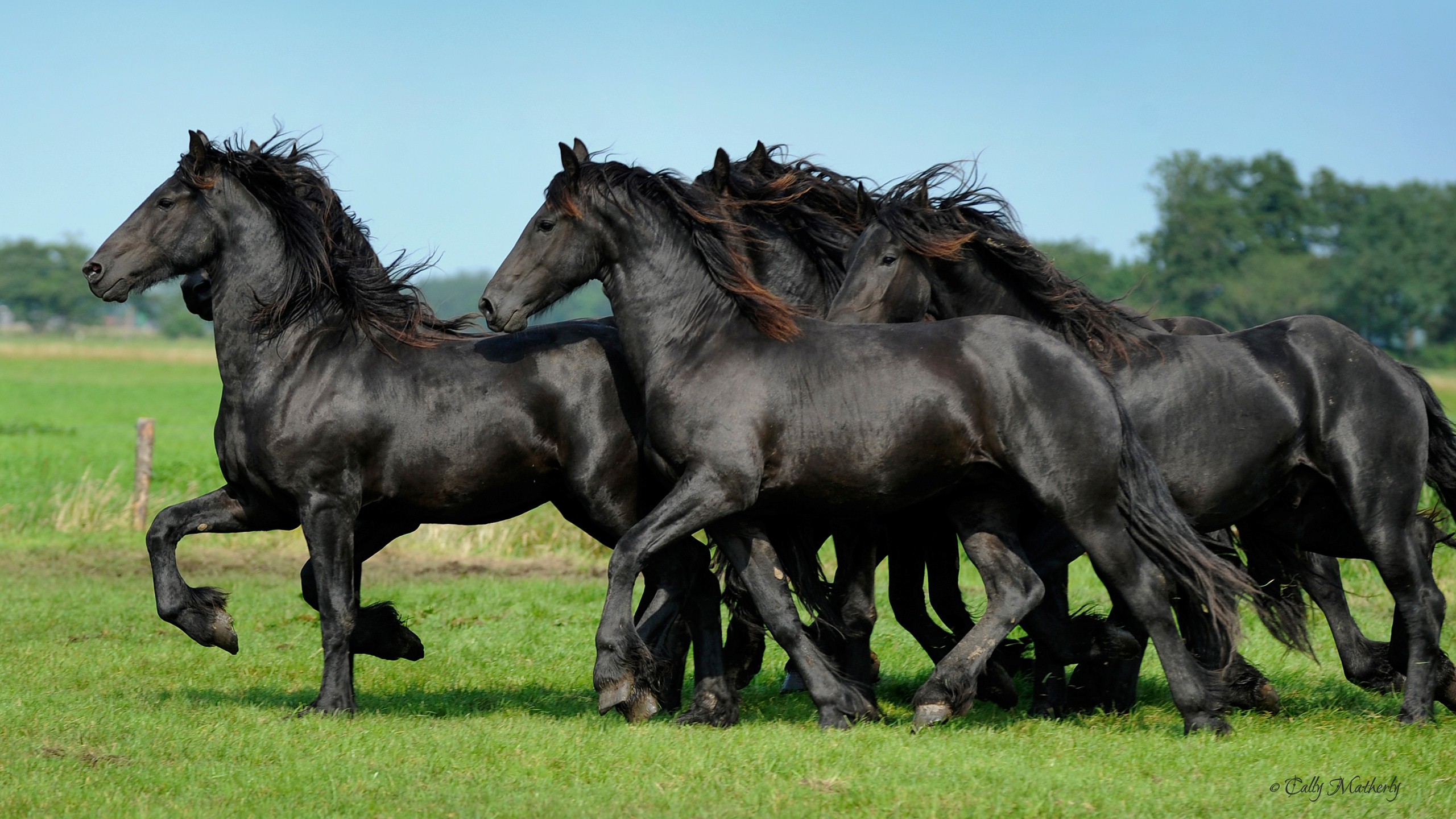 Black Big Horses , HD Wallpaper & Backgrounds