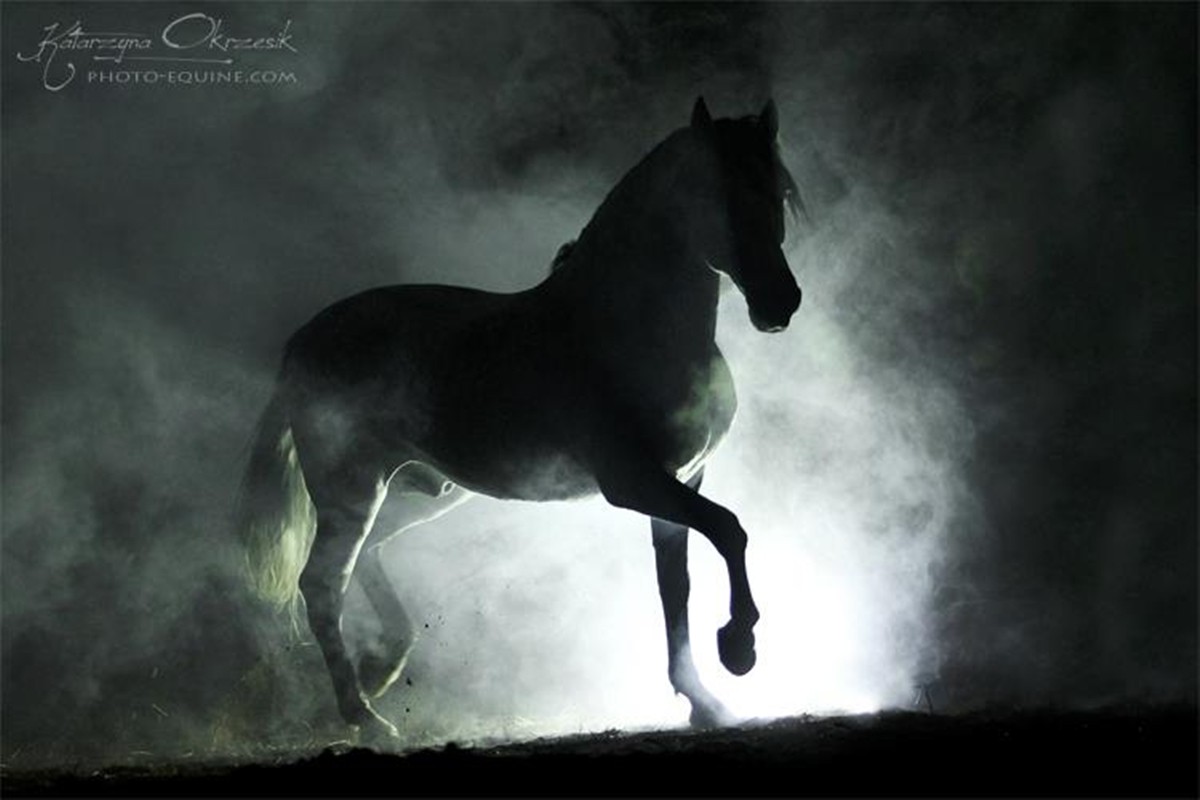 Spanish Stallion Errant Stray Black Horses Andalusian - Black Horses Wallpaper Hd , HD Wallpaper & Backgrounds