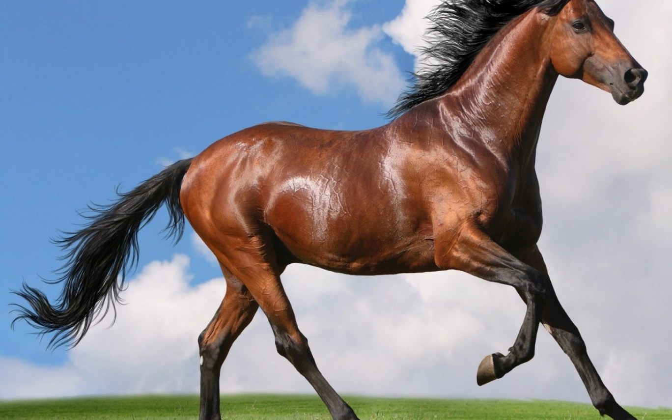 Seven Horses Hd Wallpaper - Picher Of A Horse , HD Wallpaper & Backgrounds