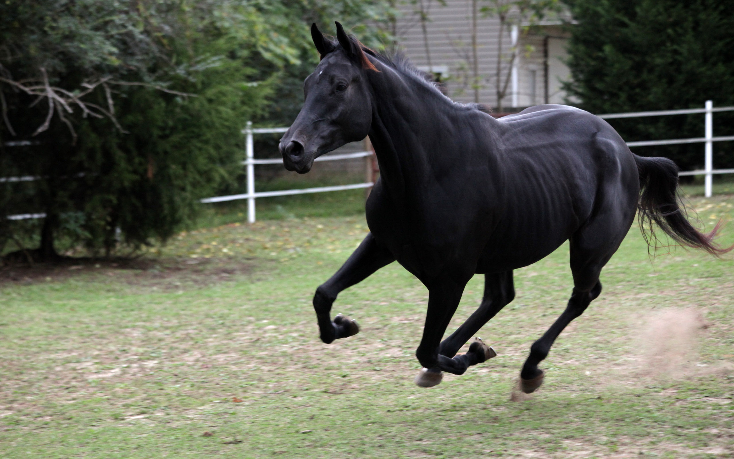 Black Horse Hd Wallpapers - Black Wild Mustang Horses , HD Wallpaper & Backgrounds