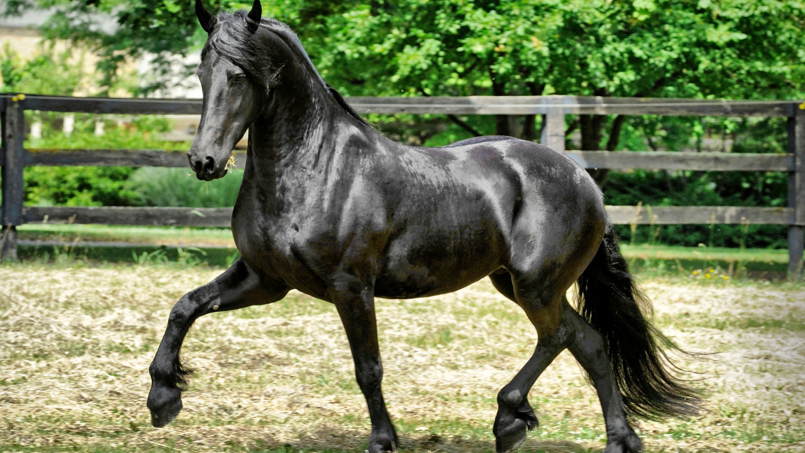 Black Horse Hd Wallpaper Running - Running Hd Black Horse , HD Wallpaper & Backgrounds