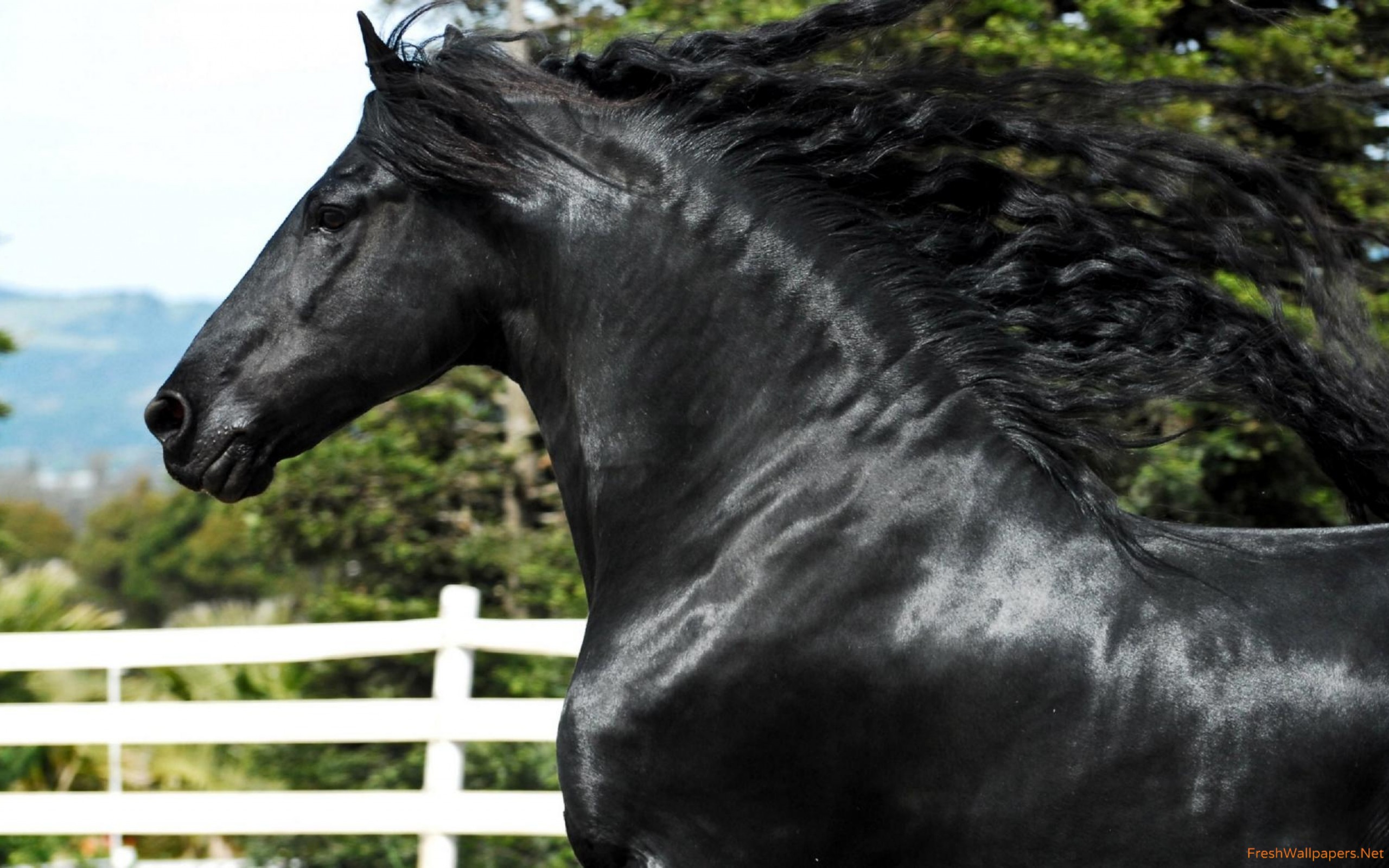 Splendid Black Horse Wallpaper - Скачать Лошадей , HD Wallpaper & Backgrounds
