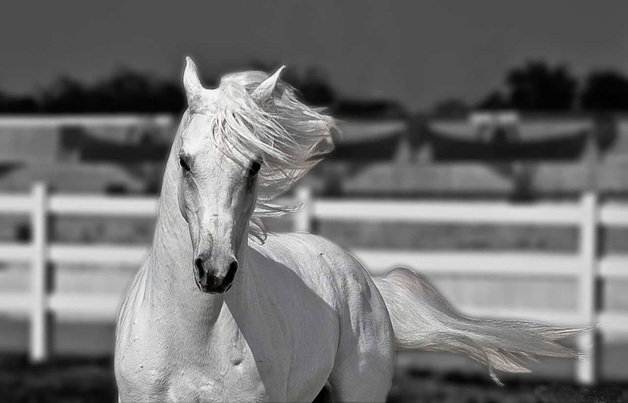 Running White Horse Hd Wallpaper , HD Wallpaper & Backgrounds