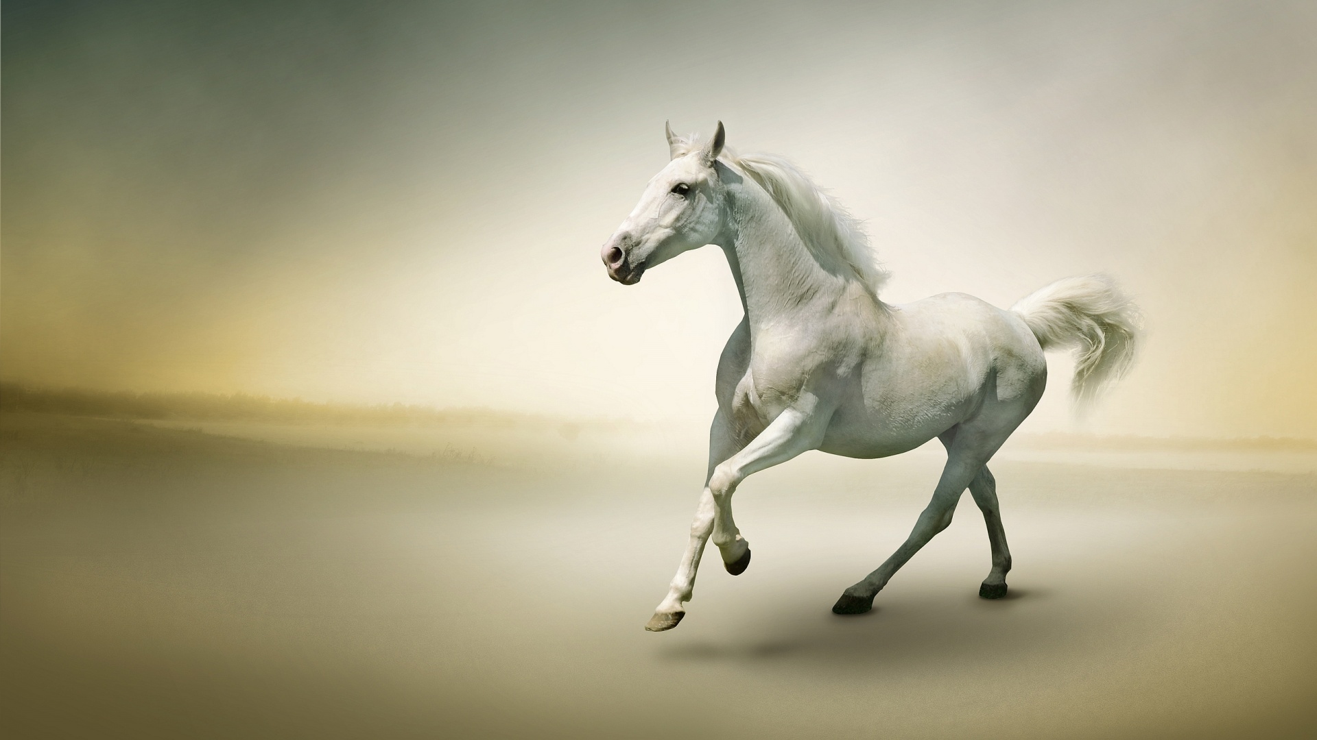Horse Picture - Horse Hd , HD Wallpaper & Backgrounds