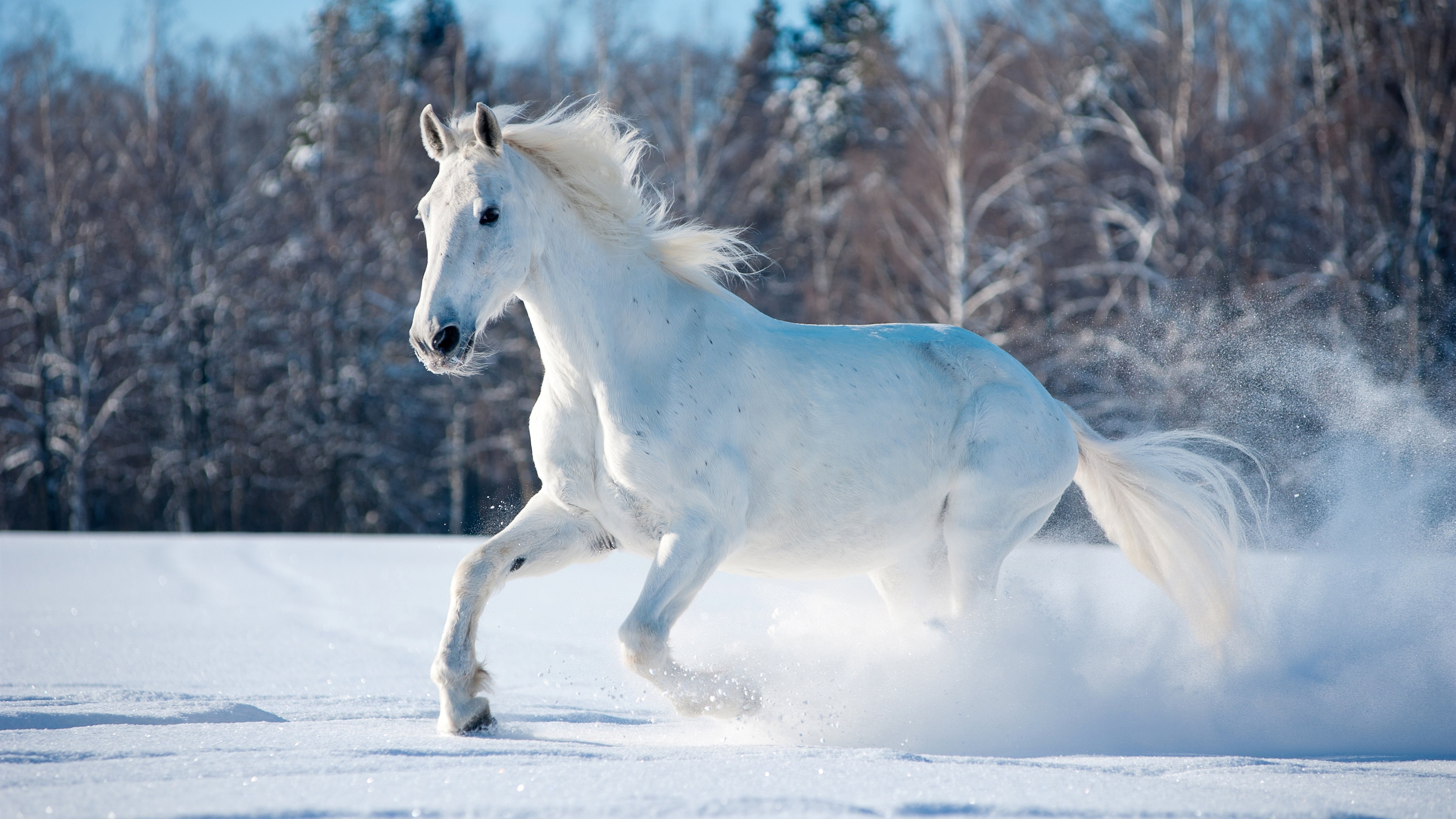 White Horse Running In Snow 5k Wallpaper - White Horse Running Images Hd , HD Wallpaper & Backgrounds