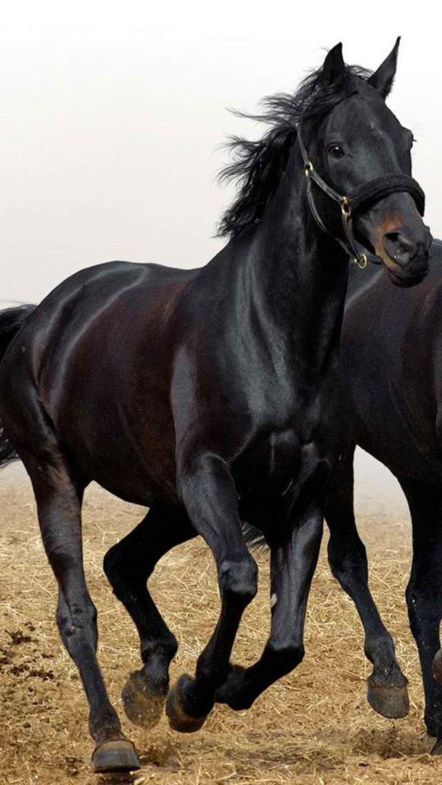 Horse Iphone Wallpaper 800×600 - Group Of Black Horses , HD Wallpaper & Backgrounds