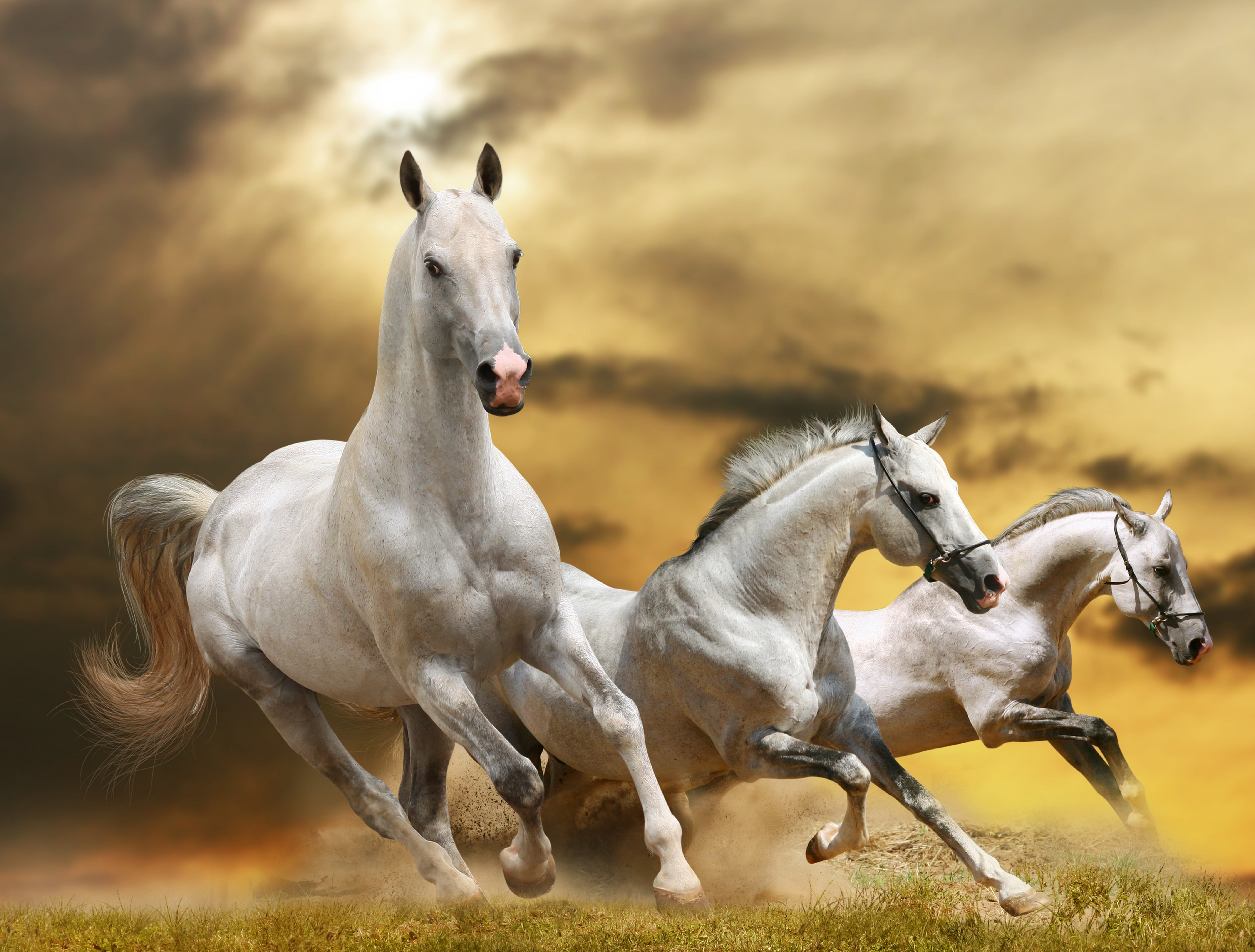 White Horse Hd Wallpapers , HD Wallpaper & Backgrounds