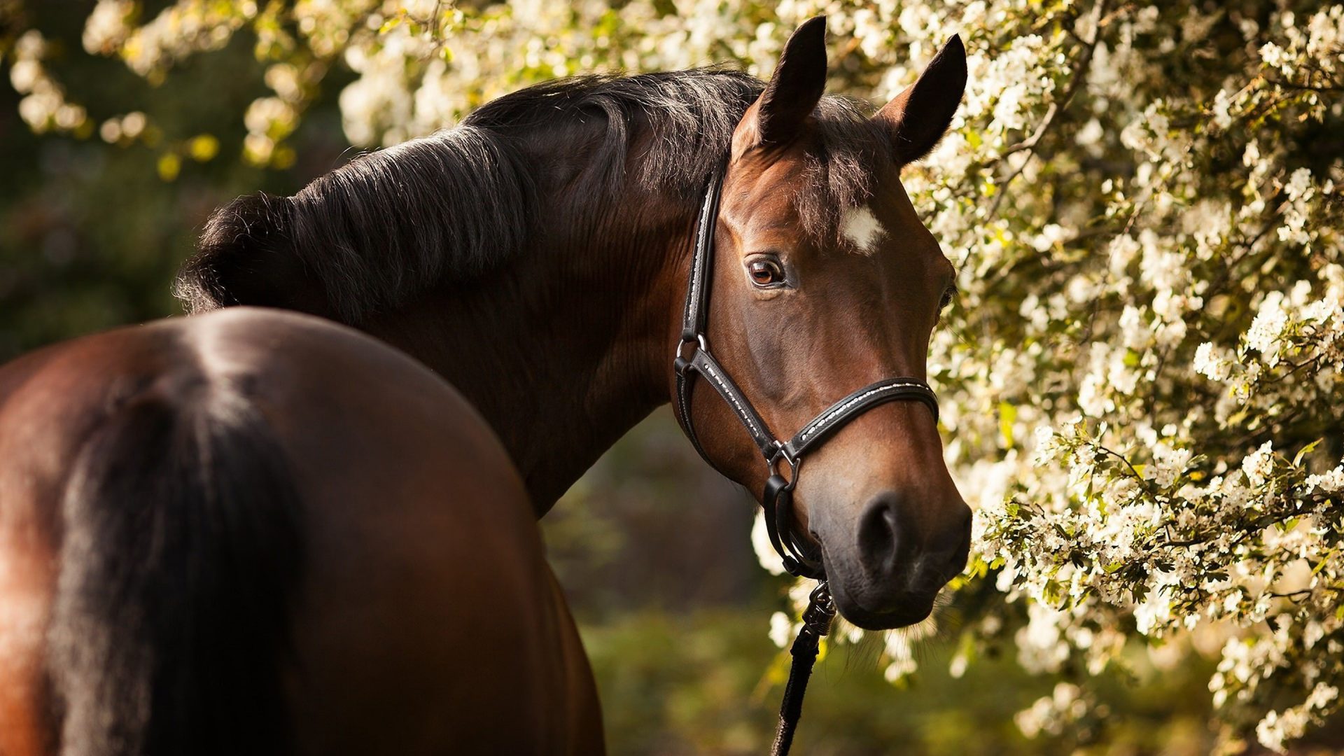 - - Summer Horse Desktop Backgrounds , HD Wallpaper & Backgrounds