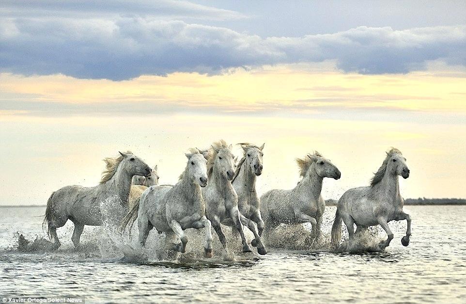 Seven Running Horse Wallpaper - White Seven Horses Running , HD Wallpaper & Backgrounds