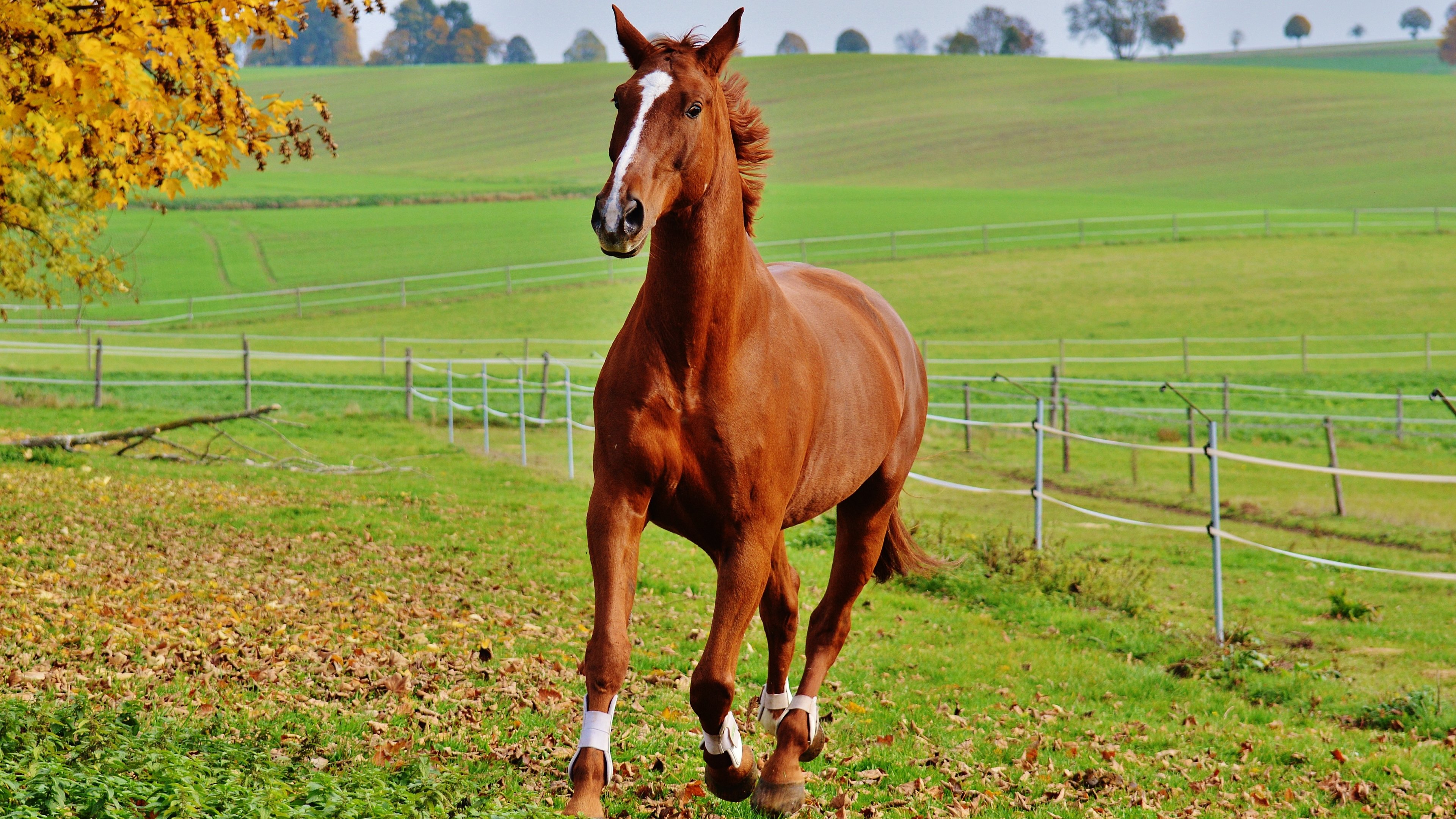 Liver Chestnut Horse - Ex Racehorse , HD Wallpaper & Backgrounds