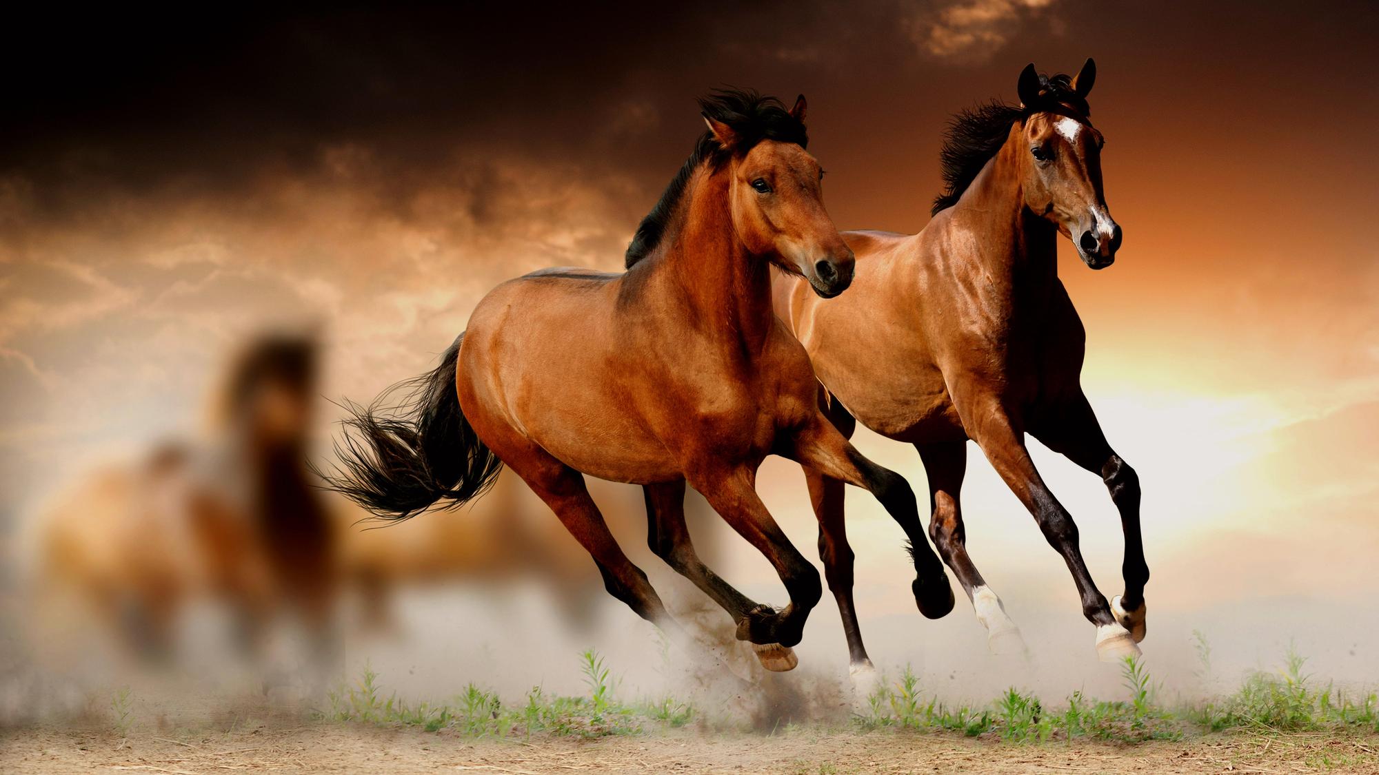 Horse Free Download - Horse Hd Images Free Download , HD Wallpaper & Backgrounds