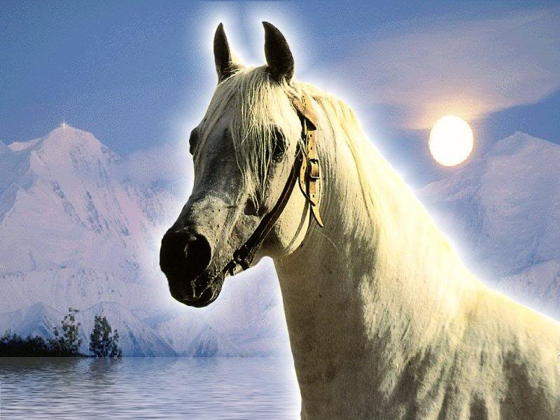 Ice Sun Glacier Arabians Snow Nature Arabian Horse - Mane , HD Wallpaper & Backgrounds