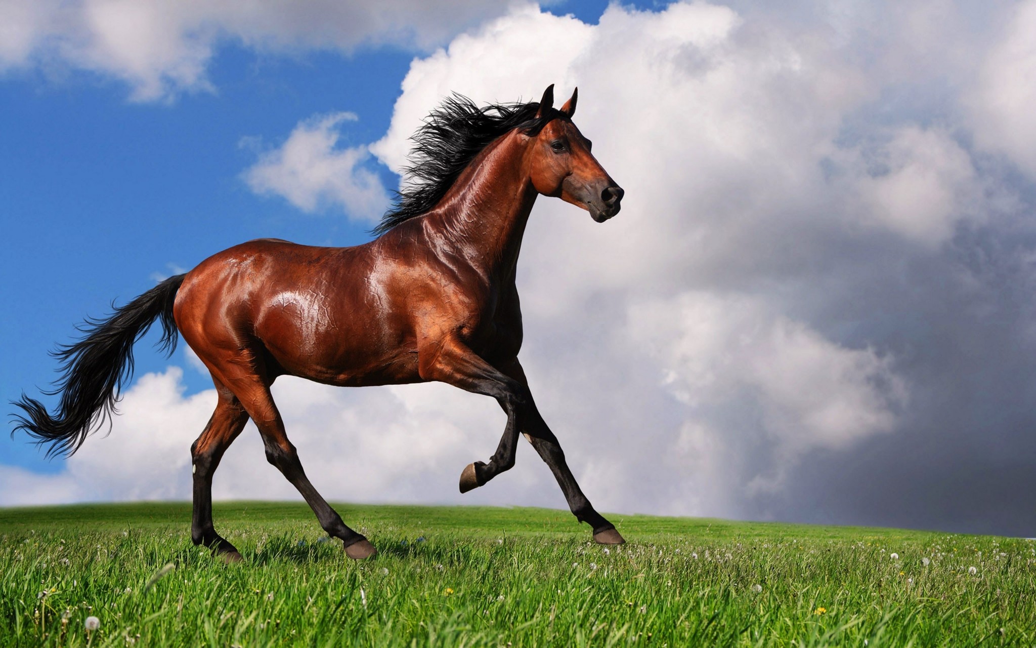 Horse Background Wallpaper For Computer Free - Free Horse , HD Wallpaper & Backgrounds