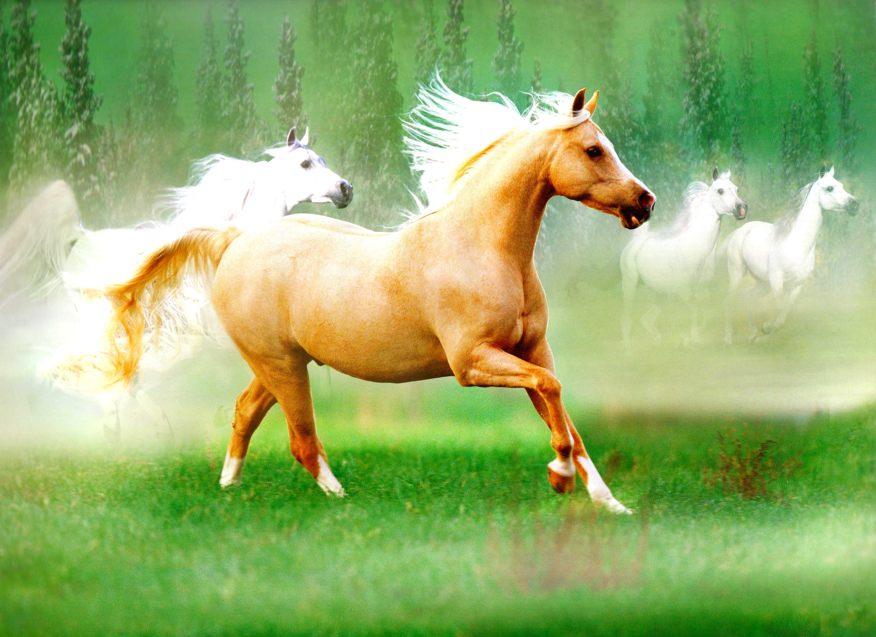 Running Horse Wallpaper Download - Beautiful Horses , HD Wallpaper & Backgrounds