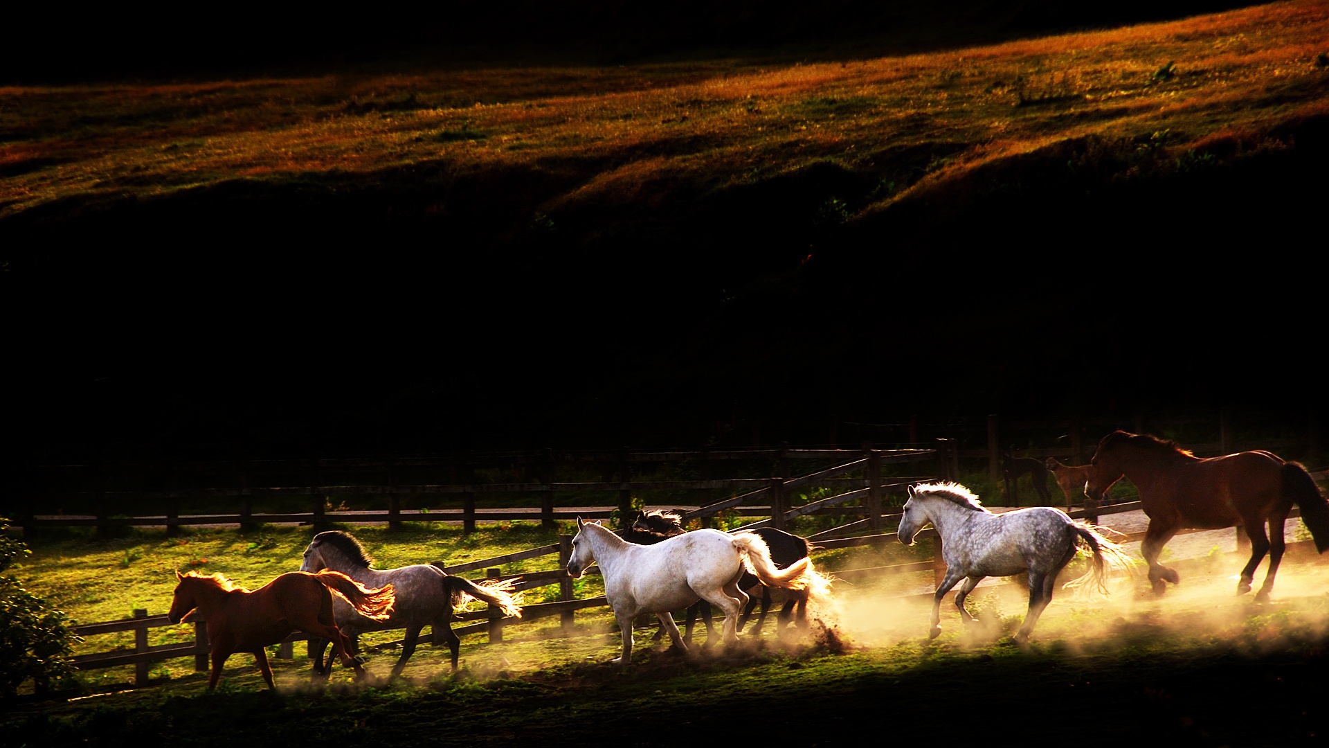 Download Runing Horse Hd Desktop Images Hd Wallpaper - Desktop Horse Wallpaper Hd , HD Wallpaper & Backgrounds