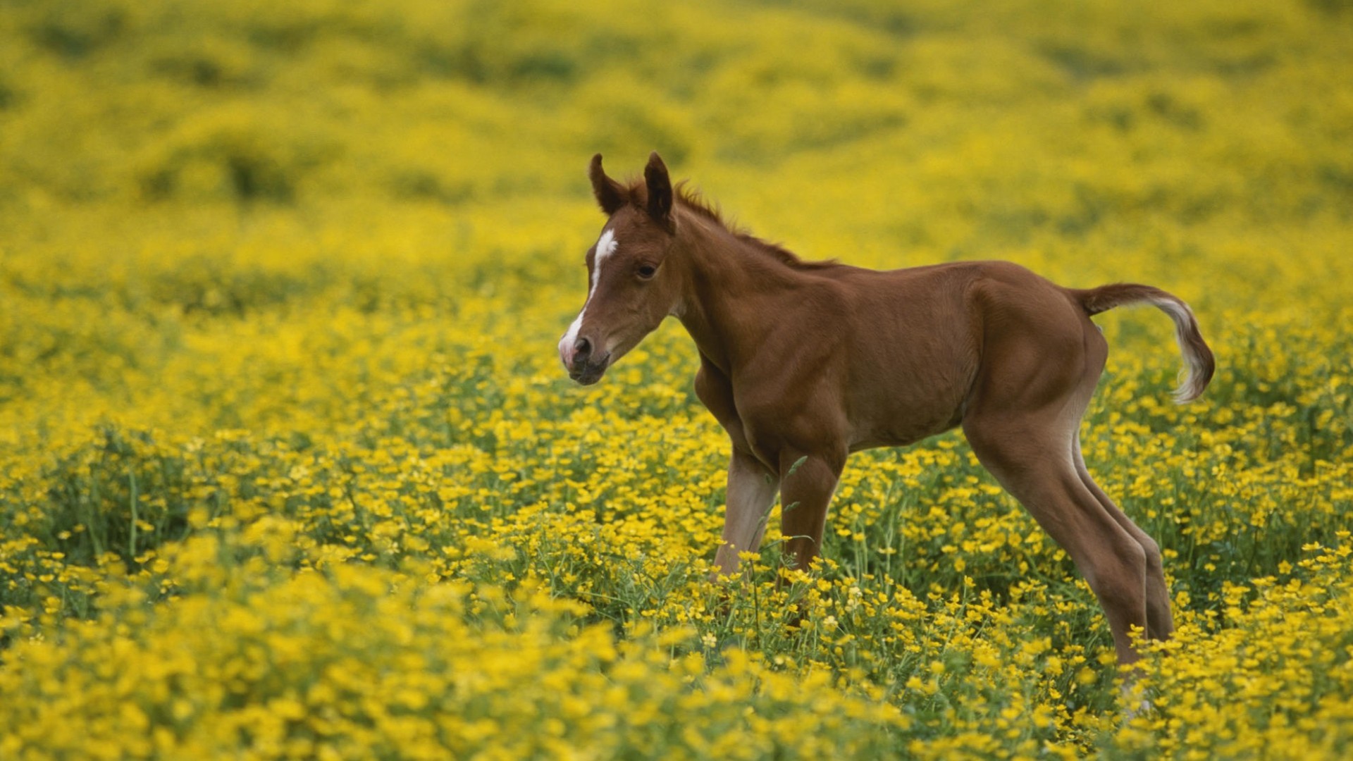 Two Day Old Arabian Colt - Baby Horse , HD Wallpaper & Backgrounds