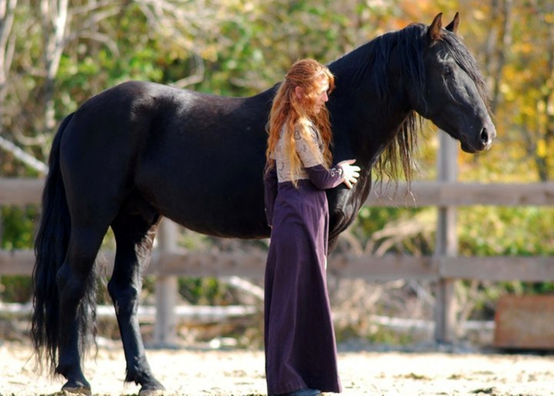 Horses Friesian Black Dutch Holland Friesland Running - Stallion , HD Wallpaper & Backgrounds