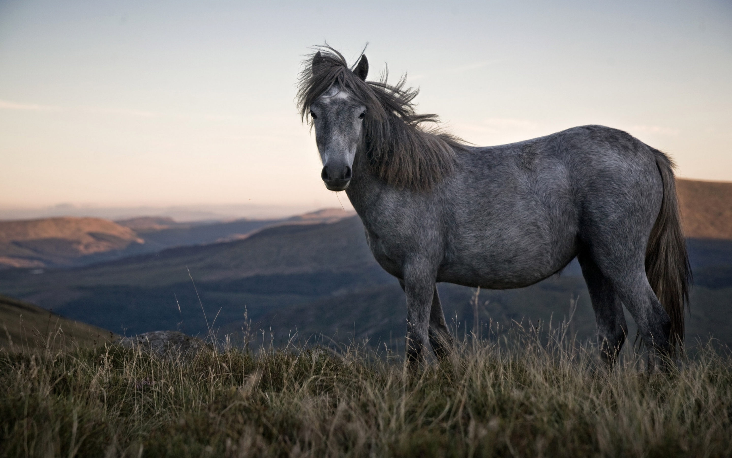 Wild Horse , HD Wallpaper & Backgrounds