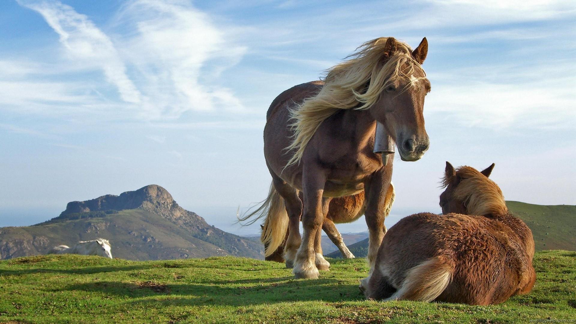 Animal Photography Horses Hd Wallpaper Picture - Wild Animals , HD Wallpaper & Backgrounds