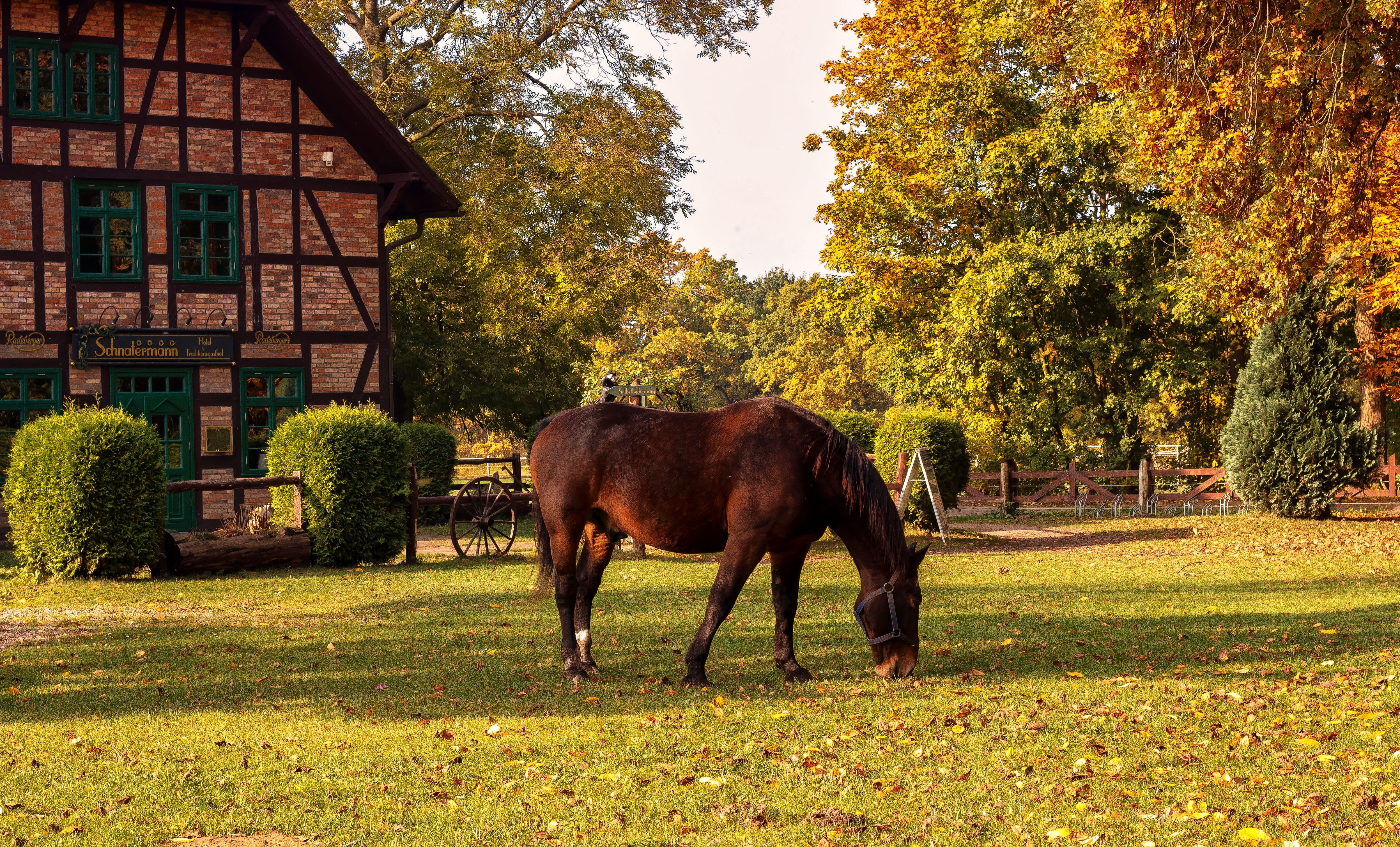 Download Original Image Online Crop - Horse Farm , HD Wallpaper & Backgrounds