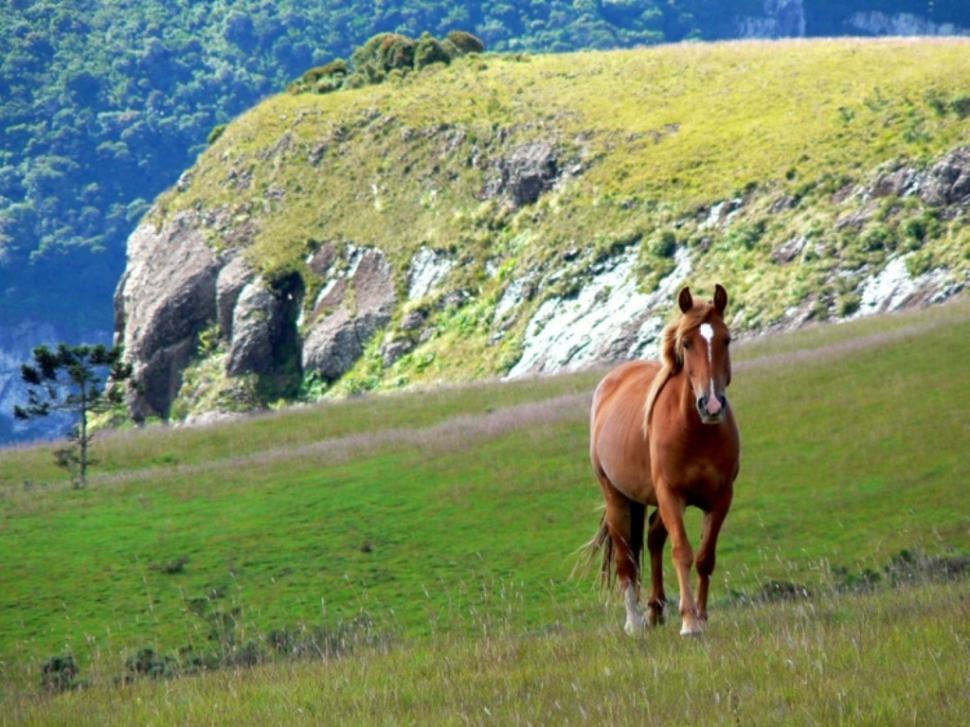 Free Animal Horse Hd Wallpaper - Ilha Do Faial Açores , HD Wallpaper & Backgrounds